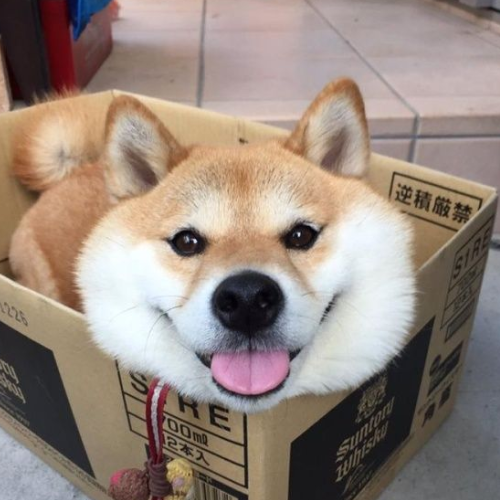 Boxie 1